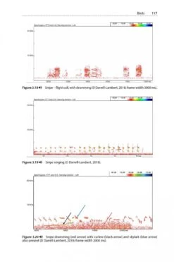 Is That A Bat? -Rode Sales Store 245066 05