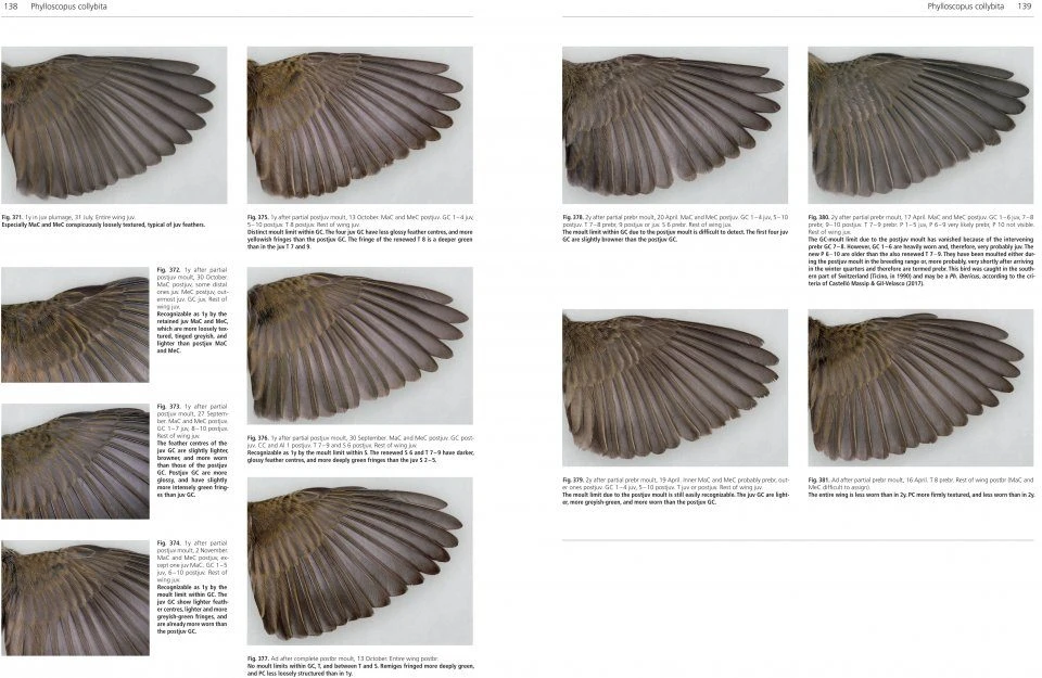 Moult And Ageing Of European Passerines 2 Moult And Ageing Of European Passerines - Image 2