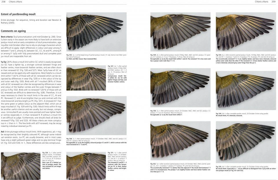 Moult And Ageing Of European Passerines 5 Moult And Ageing Of European Passerines - Image 5