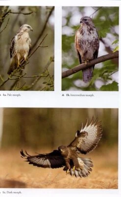 The Common Buzzard -Rode Sales Store 247013 3