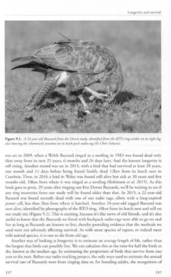 The Common Buzzard -Rode Sales Store 247013 4