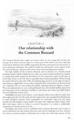 The Common Buzzard -Rode Sales Store 247013 6