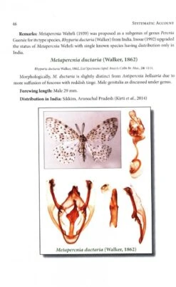 Geometrid Moths Of India -Rode Sales Store 247581 2