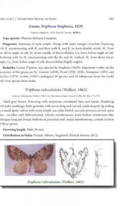 Geometrid Moths Of India -Rode Sales Store 247581 4