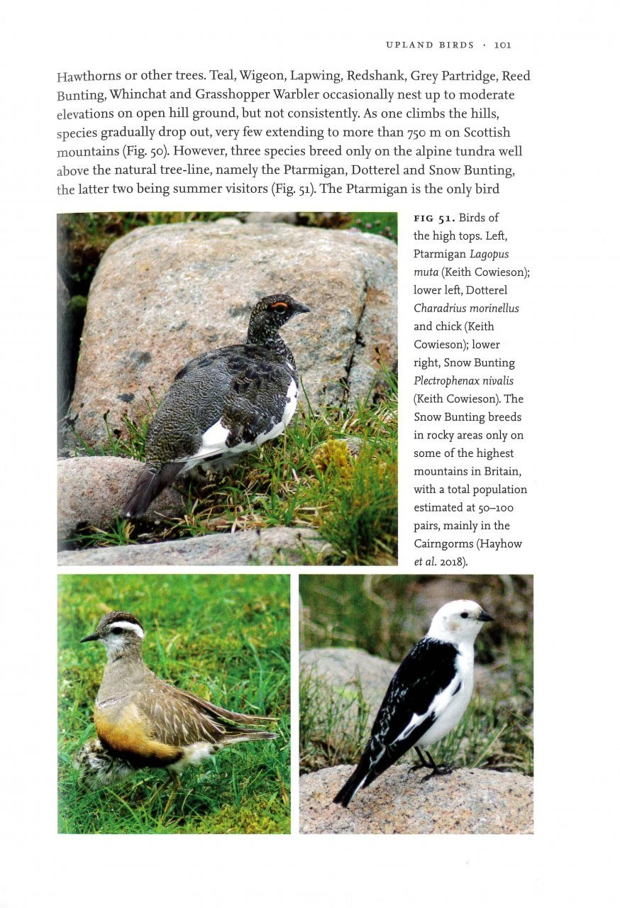 Uplands And Birds 3 Uplands And Birds - Image 3