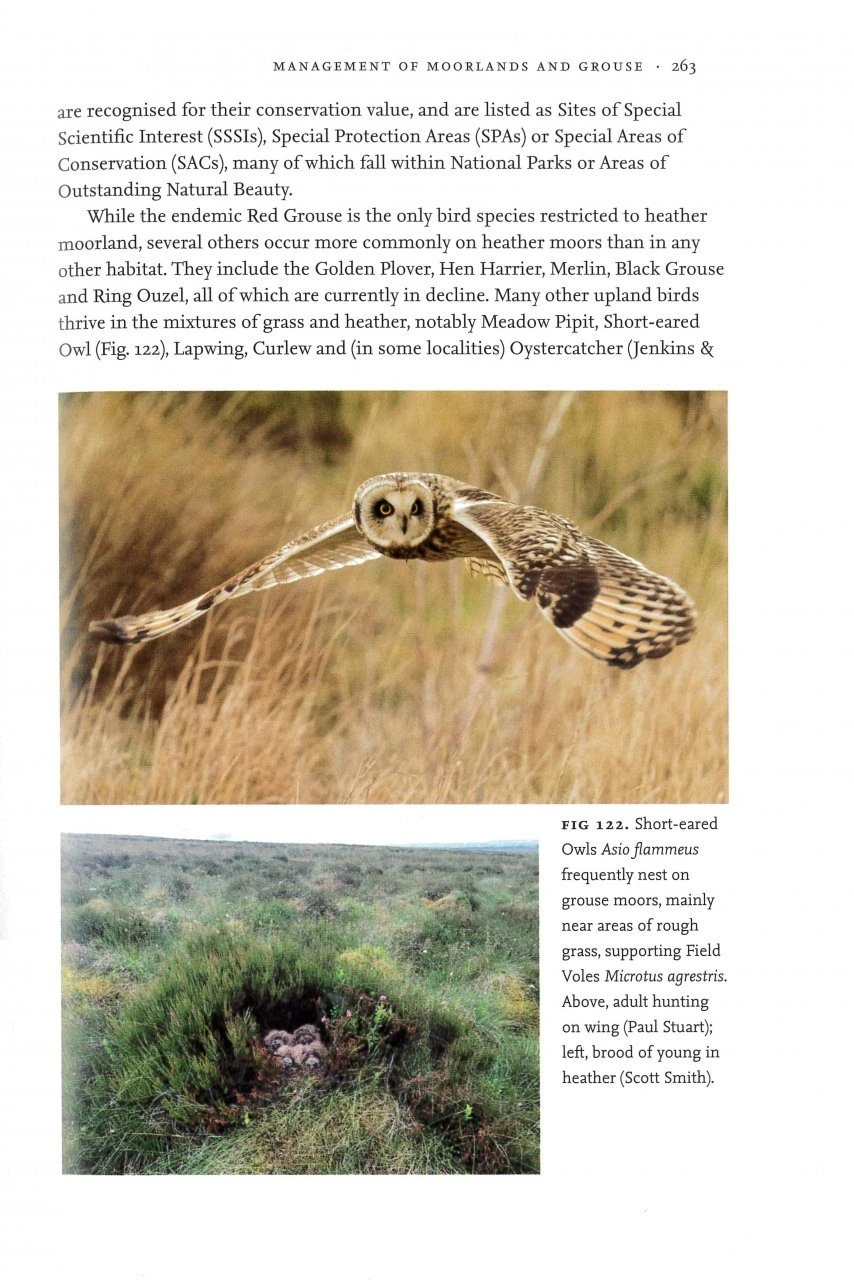 Uplands And Birds 4 Uplands And Birds - Image 4