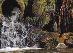 La Loutre D'Europe [The European Otter] -Rode Sales Store 247721 2