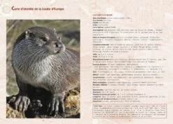 La Loutre D'Europe [The European Otter] -Rode Sales Store 247721 3