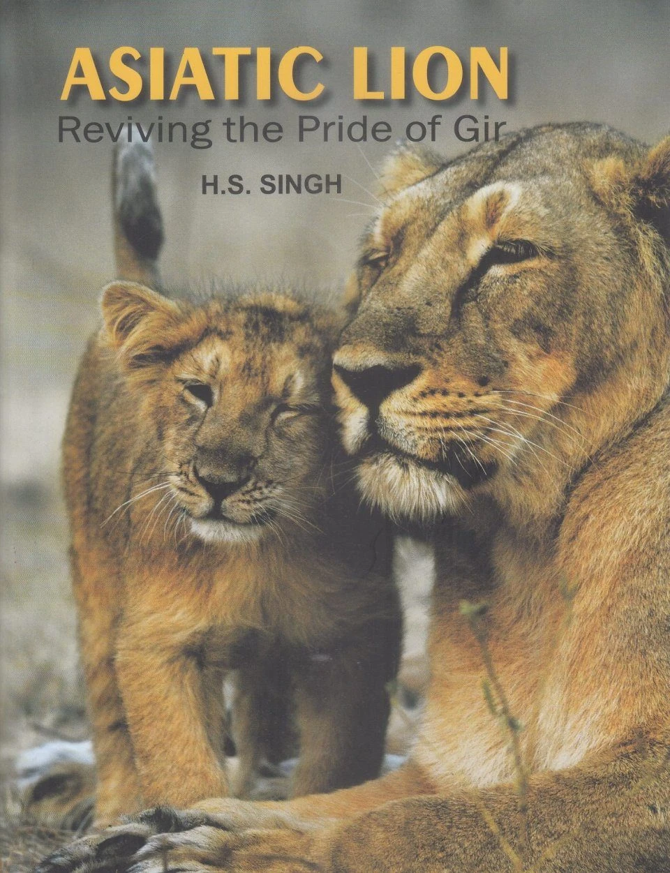 Asiatic Lion 1 Asiatic Lion