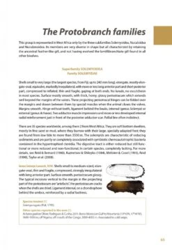 Marine Bivalves Of Tropical West Africa -Rode Sales Store 248768 06