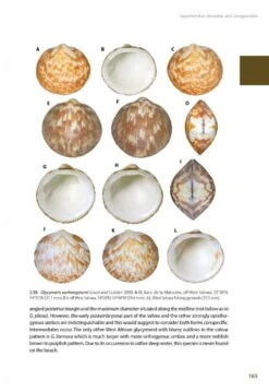 Marine Bivalves Of Tropical West Africa -Rode Sales Store 248768 10