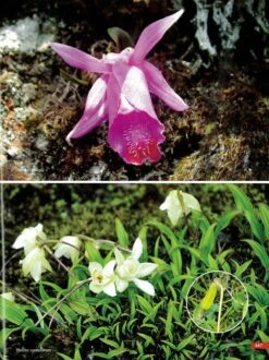 Orchids Of India -Rode Sales Store 249013 4