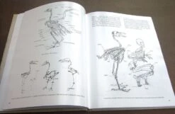 Bird Anatomy For Artists -Rode Sales Store 249582 03