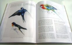 Bird Anatomy For Artists -Rode Sales Store 249582 07