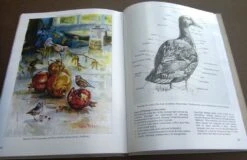 Bird Anatomy For Artists -Rode Sales Store 249582 10