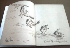 Bird Anatomy For Artists -Rode Sales Store 249582 12