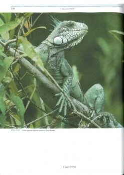 Jaguars Of The Northern Pantanal -Rode Sales Store 250174 2