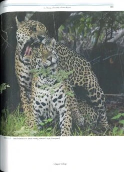 Jaguars Of The Northern Pantanal -Rode Sales Store 250174 4