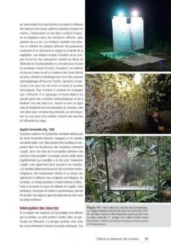 Les Coléoptères Dynastidae De Guyane: Coleoptera, Scarabaeoidea [The Dynastidae Beetles Of Guyana] -Rode Sales Store 250654 08