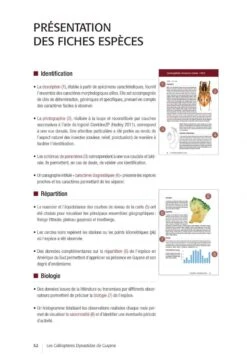 Les Coléoptères Dynastidae De Guyane: Coleoptera, Scarabaeoidea [The Dynastidae Beetles Of Guyana] -Rode Sales Store 250654 11