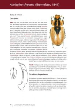 Les Coléoptères Dynastidae De Guyane: Coleoptera, Scarabaeoidea [The Dynastidae Beetles Of Guyana] -Rode Sales Store 250654 15