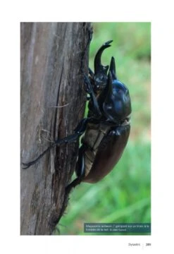 Les Coléoptères Dynastidae De Guyane: Coleoptera, Scarabaeoidea [The Dynastidae Beetles Of Guyana] -Rode Sales Store 250654 18