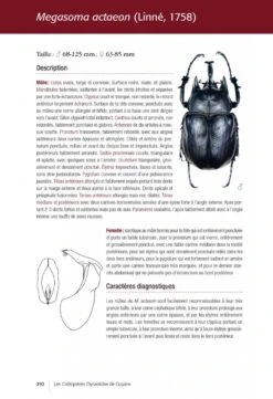 Les Coléoptères Dynastidae De Guyane: Coleoptera, Scarabaeoidea [The Dynastidae Beetles Of Guyana] -Rode Sales Store 250654 19