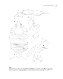 Tropical Deep-Sea Benthos, Volume 31 -Rode Sales Store 250704 02