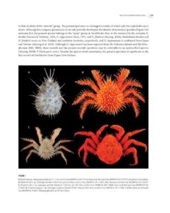 Tropical Deep-Sea Benthos, Volume 31 -Rode Sales Store 250704 04