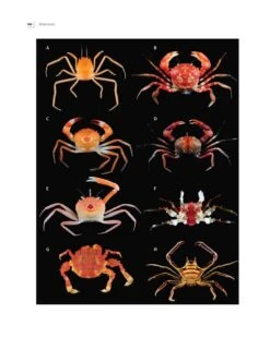 Tropical Deep-Sea Benthos, Volume 31 -Rode Sales Store 250704 05