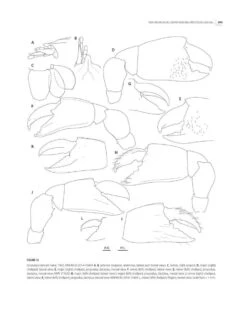 Tropical Deep-Sea Benthos, Volume 31 -Rode Sales Store 250704 12