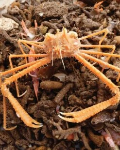 Tropical Deep-Sea Benthos, Volume 31 -Rode Sales Store 250704 13