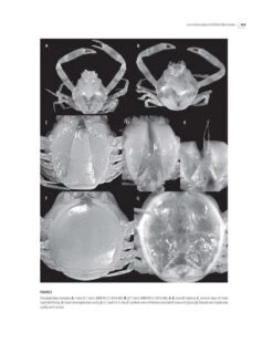 Tropical Deep-Sea Benthos, Volume 31 -Rode Sales Store 250704 16