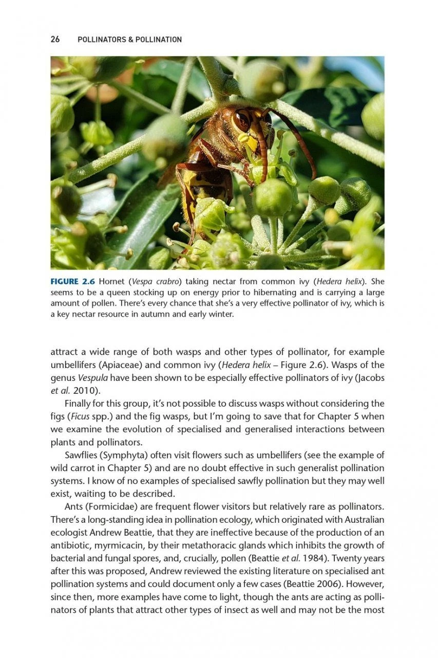 Pollinators & Pollination 3 Pollinators & Pollination - Image 3