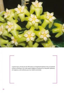 Flore De La Nouvelle-Calédonie, Volume 27: Apocynaceae P.p., Phellinaceae, Capparaceae [Faune Et Flore Tropicales, Volume 49] -Rode Sales Store 252285 03