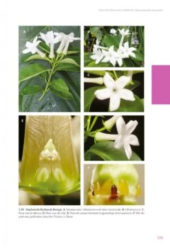 Flore De La Nouvelle-Calédonie, Volume 27: Apocynaceae P.p., Phellinaceae, Capparaceae [Faune Et Flore Tropicales, Volume 49] -Rode Sales Store 252285 10