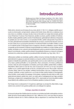 Flore De La Nouvelle-Calédonie, Volume 27: Apocynaceae P.p., Phellinaceae, Capparaceae [Faune Et Flore Tropicales, Volume 49] -Rode Sales Store 252285 12