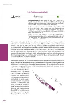 Flore De La Nouvelle-Calédonie, Volume 27: Apocynaceae P.p., Phellinaceae, Capparaceae [Faune Et Flore Tropicales, Volume 49] -Rode Sales Store 252285 13