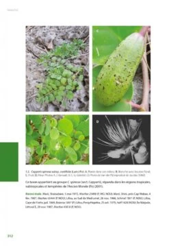 Flore De La Nouvelle-Calédonie, Volume 27: Apocynaceae P.p., Phellinaceae, Capparaceae [Faune Et Flore Tropicales, Volume 49] -Rode Sales Store 252285 17