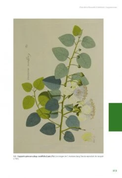 Flore De La Nouvelle-Calédonie, Volume 27: Apocynaceae P.p., Phellinaceae, Capparaceae [Faune Et Flore Tropicales, Volume 49] -Rode Sales Store 252285 18