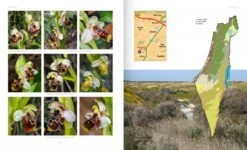 Orchids Of Israel -Rode Sales Store 252604 3