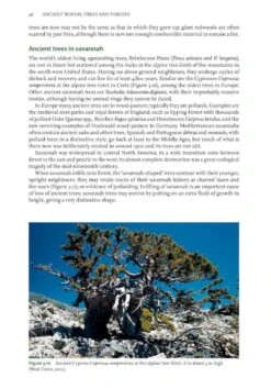 Ancient Woods, Trees & Forests -Rode Sales Store 253275 4