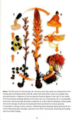 Broomrapes Of Britain & Ireland -Rode Sales Store 253444 3