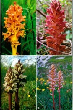 Broomrapes Of Britain & Ireland -Rode Sales Store 253444 4