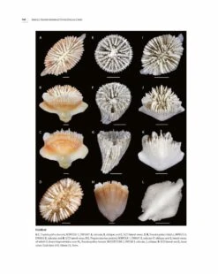 Tropical Deep-Sea Benthos, Volume 32 -Rode Sales Store 254936 09