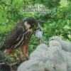 The Eurasian Hobby