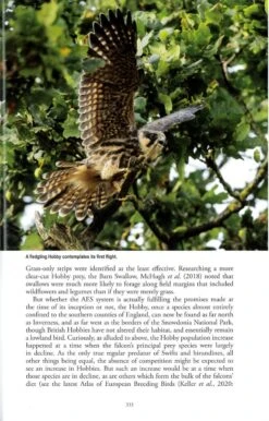 The Eurasian Hobby -Rode Sales Store 255030 5