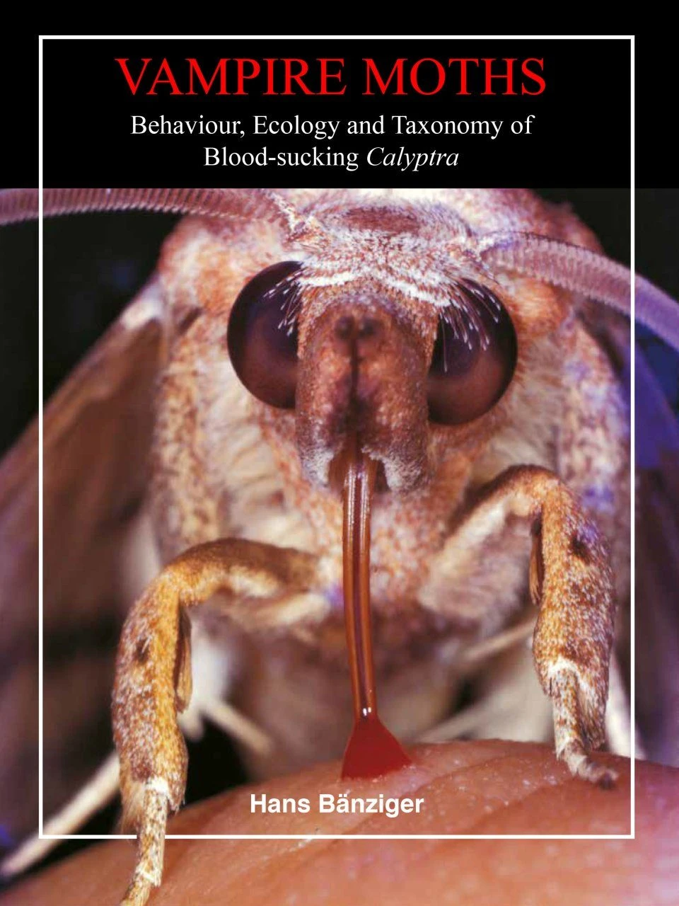 Vampire Moths 1 Vampire Moths