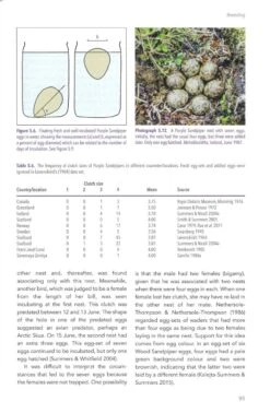 The Purple Sandpiper -Rode Sales Store 255991 2