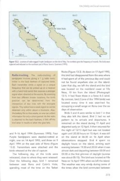 The Purple Sandpiper -Rode Sales Store 255991 5